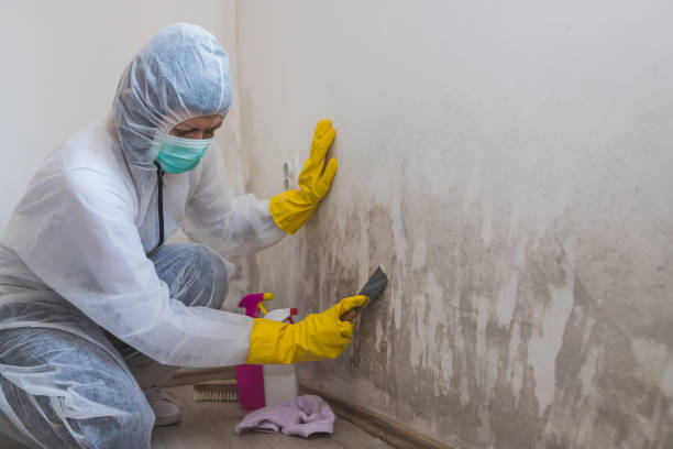 Best Industrial Mold Remediation  in Santo Domingo Pueblo, NM