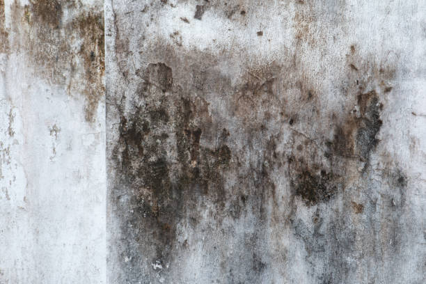 Best Black Mold Removal  in Santo Domingo Pueblo, NM