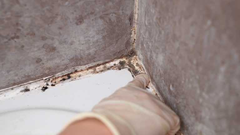 Best Residential Mold Inspection & Testing  in Santo Domingo Pueblo, NM