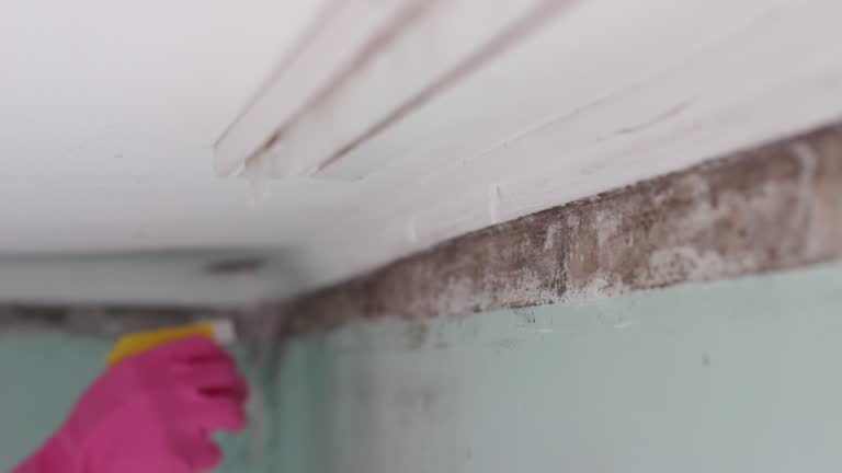 Best Commercial Mold Inspection  in Santo Domingo Pueblo, NM